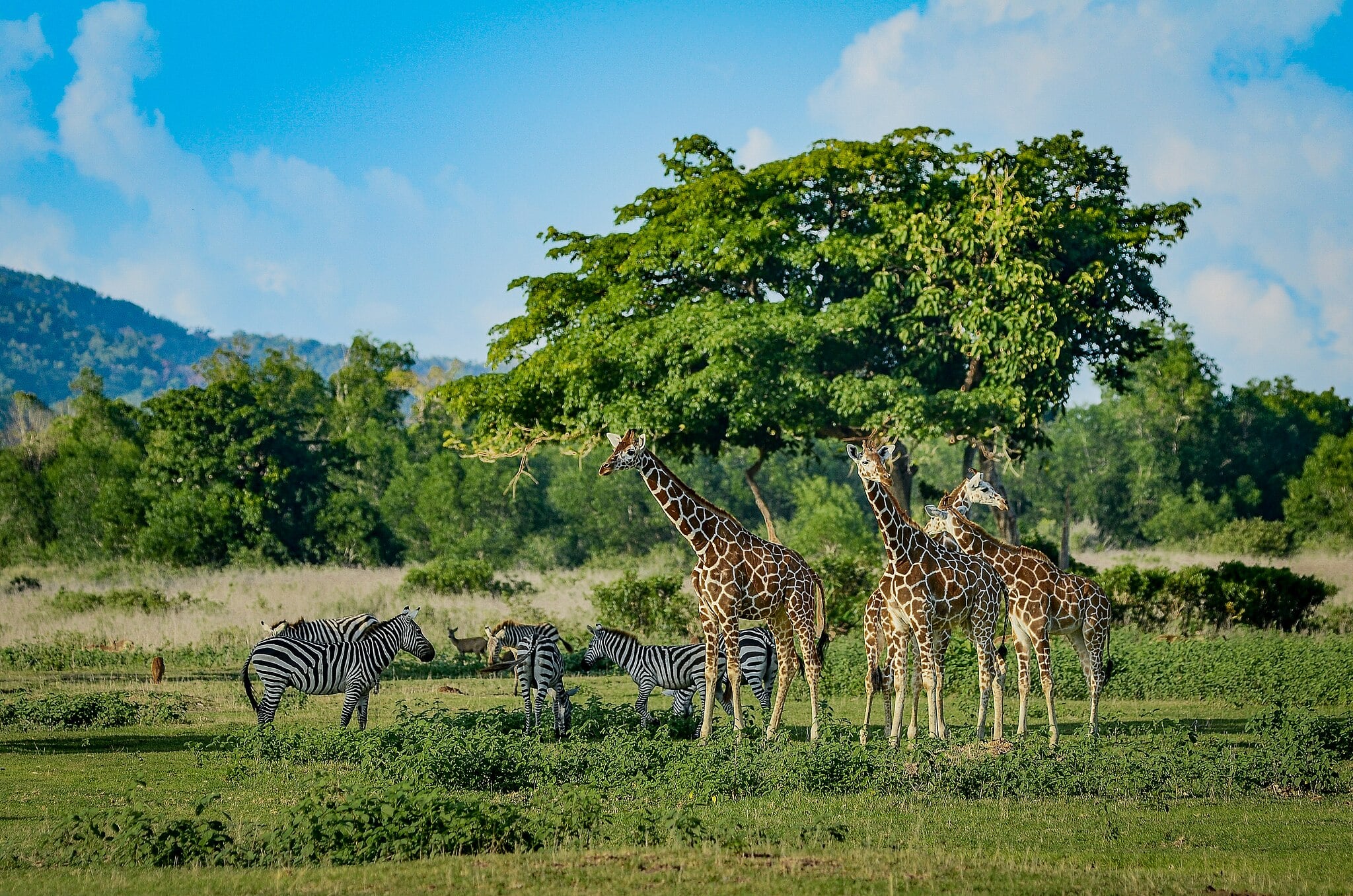 Giraffes and zebras in Calauit Island National Park Coron Palawan Philippines