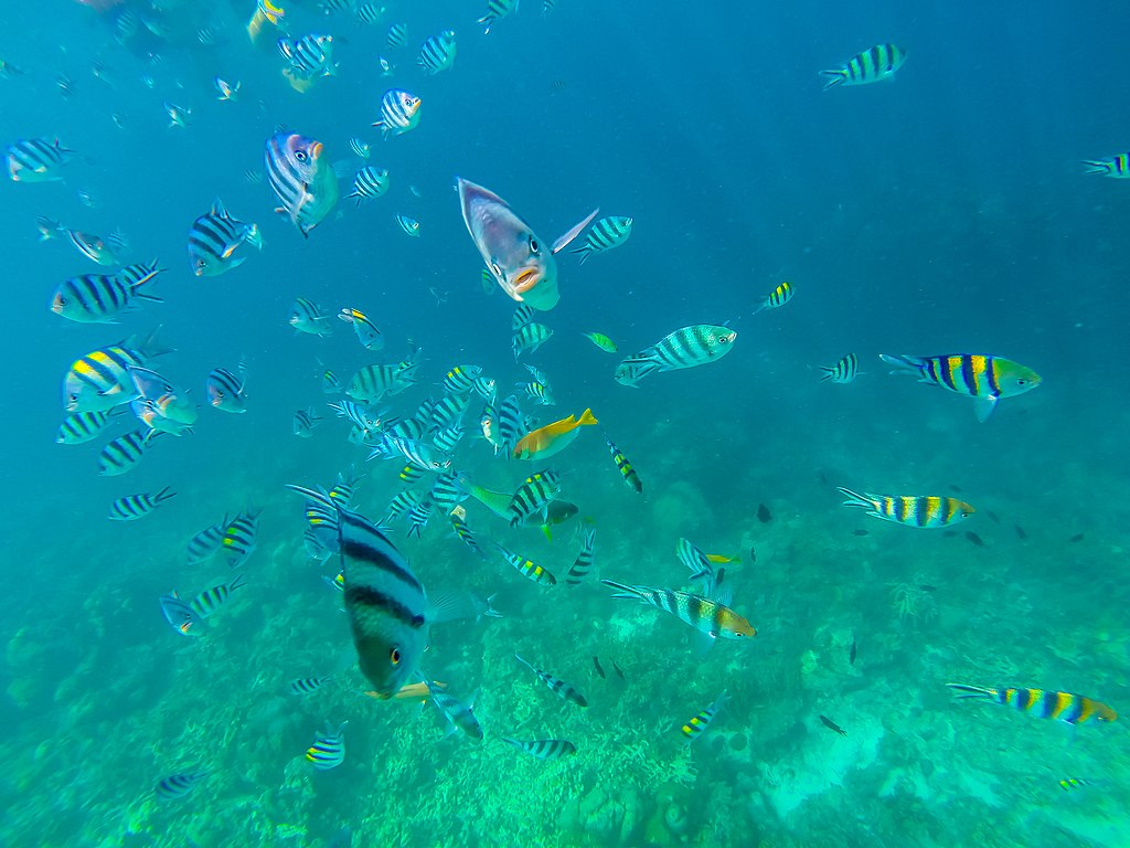 underwater marine life Siete Pecados Coron Palawan Philippines