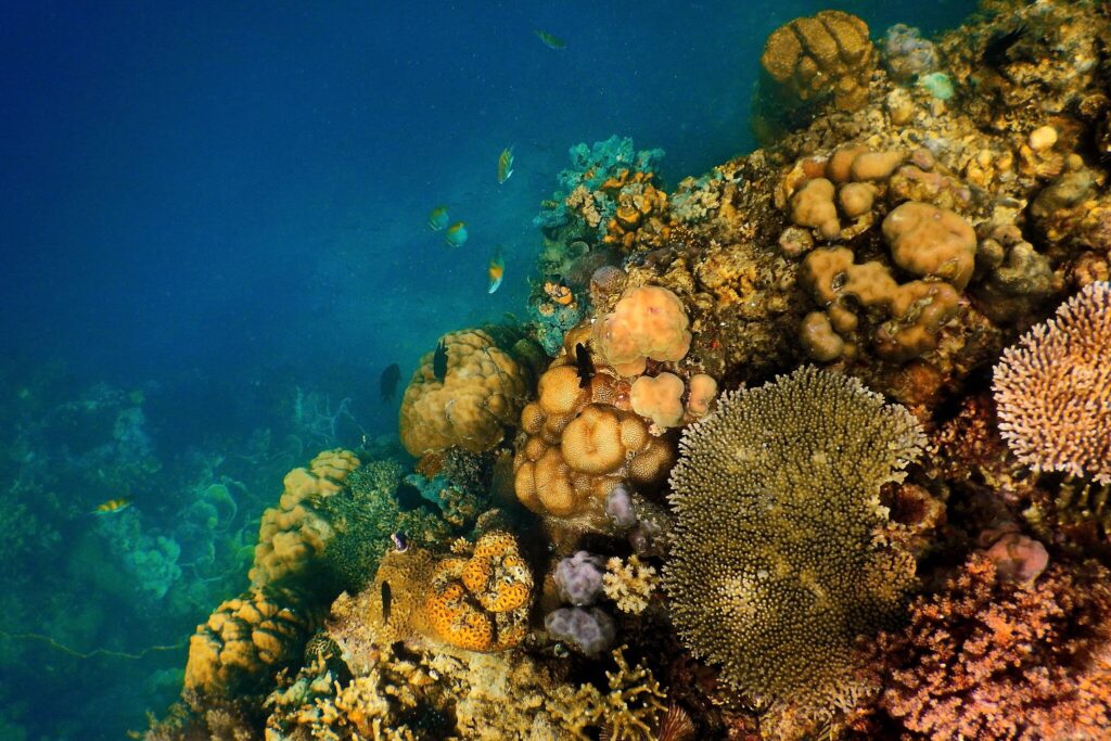 coral reefs and marine life in Coron Palawan Philippines