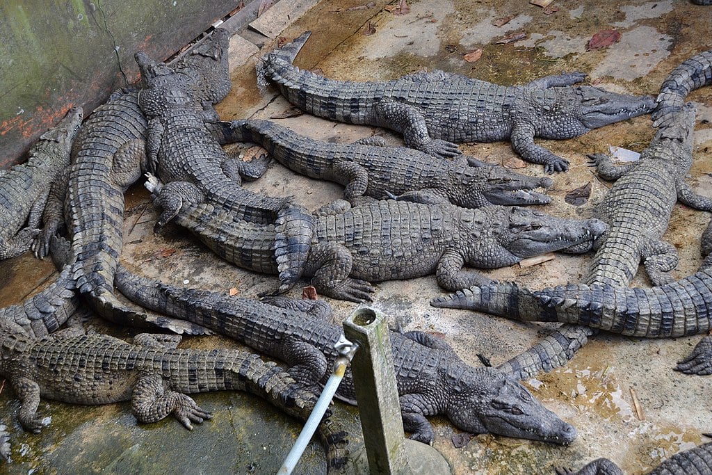 a crocodile farm in Puerto Princesa Palawan also known as Palawan Wildlife Rescue and Conservation Center