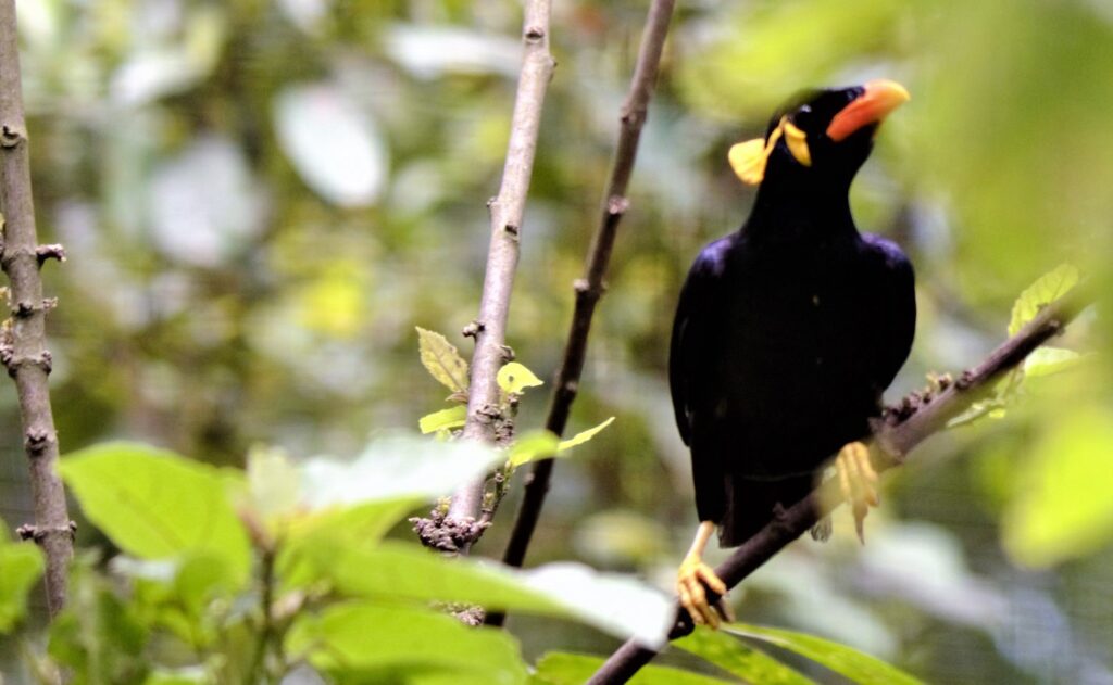 Gracula religiosa palawanensis birds of Puerto Princesa Palawan Philippines